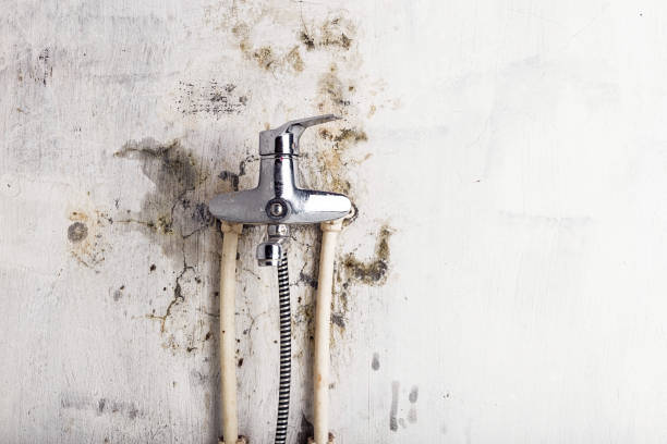Best Commercial Mold Removal  in Bridgeview, IL