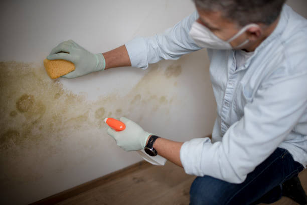 Attic Mold Removal in Bridgeview, IL