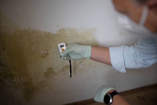 Best Commercial Mold Removal  in Bridgeview, IL