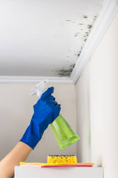 Mold Removal and Inspection in Bridgeview, IL