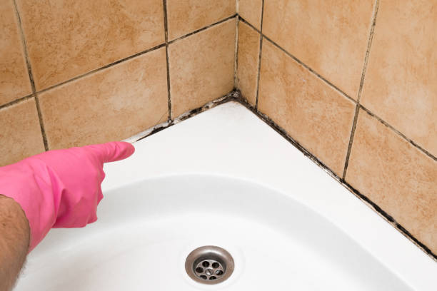 Best Home Mold Removal  in Bridgeview, IL