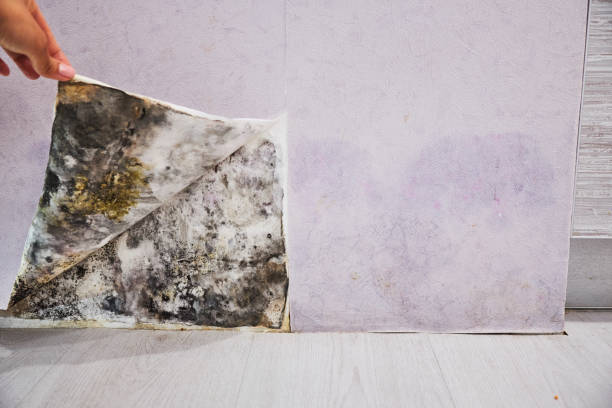 Best Mold Removal and Inspection  in Bridgeview, IL